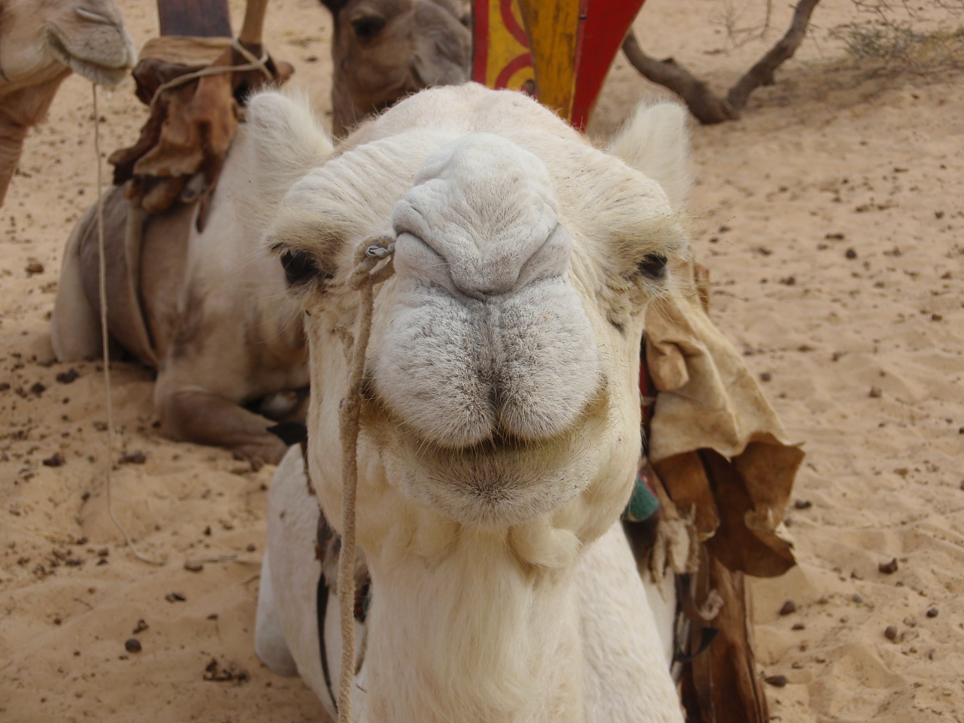 timbuktu-tuareg-camp-camel-smiling.jpg